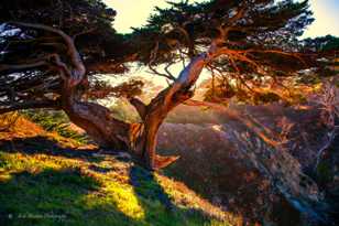 Point Lobos Cypress-5919